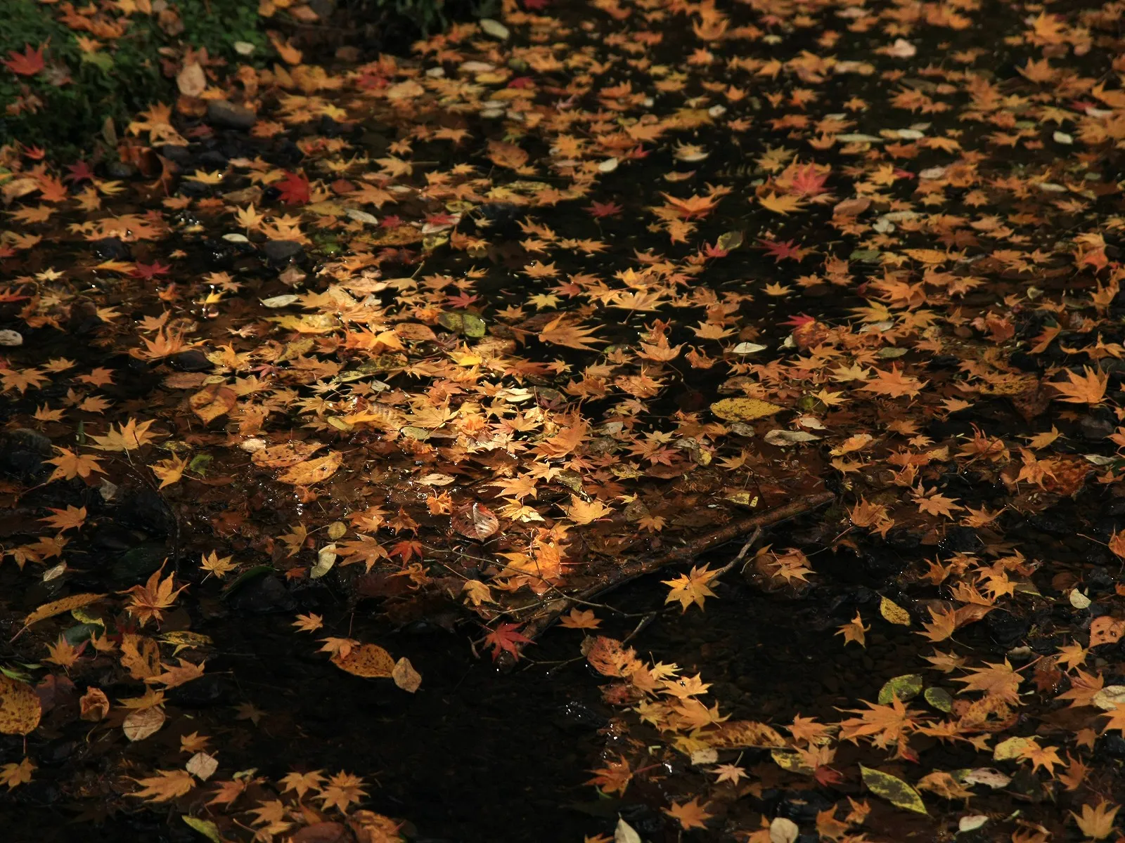 A dense carpet of fallen maple leaves in vibrant autumn colors covers the surface of a shallow stream.