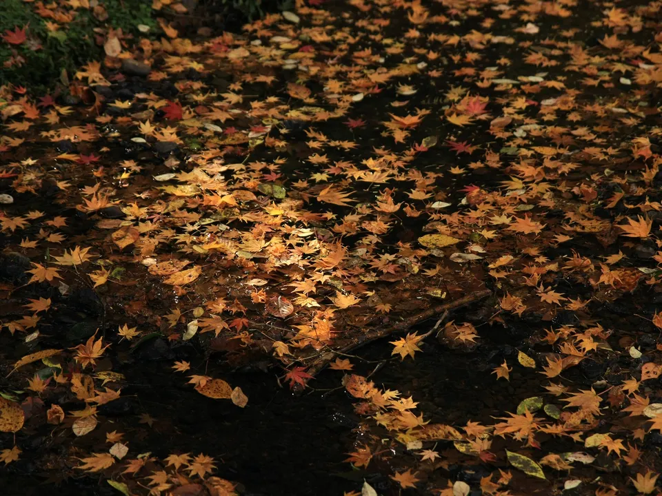 A dense carpet of fallen maple leaves in vibrant autumn colors covers the surface of a shallow stream.
