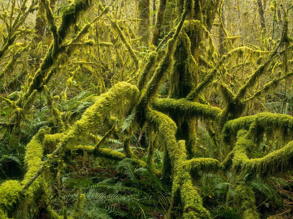 Vibrant green moss covers the tangled branches of trees in a dense, verdant forest.