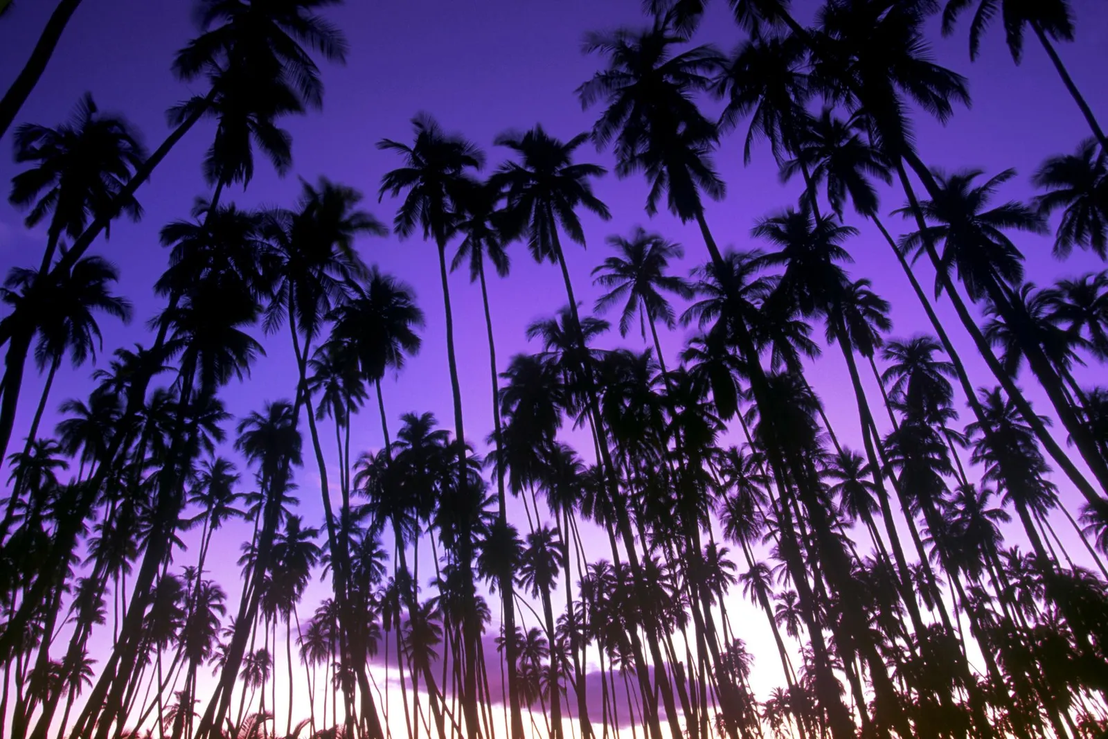 A dense collection of silhouetted palm trees against a vibrant purple sunset sky.