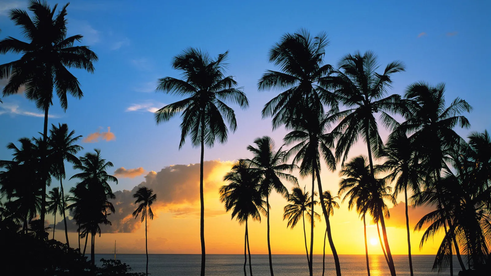 A dense line of silhouetted palm trees frames a golden sunset over the ocean.