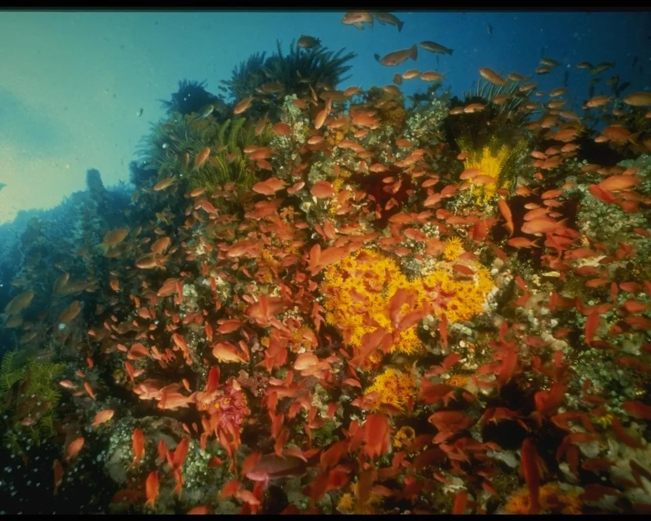 A dense coral reef is filled with a multitude of small, bright red fish swimming amongst yellow and green coral.