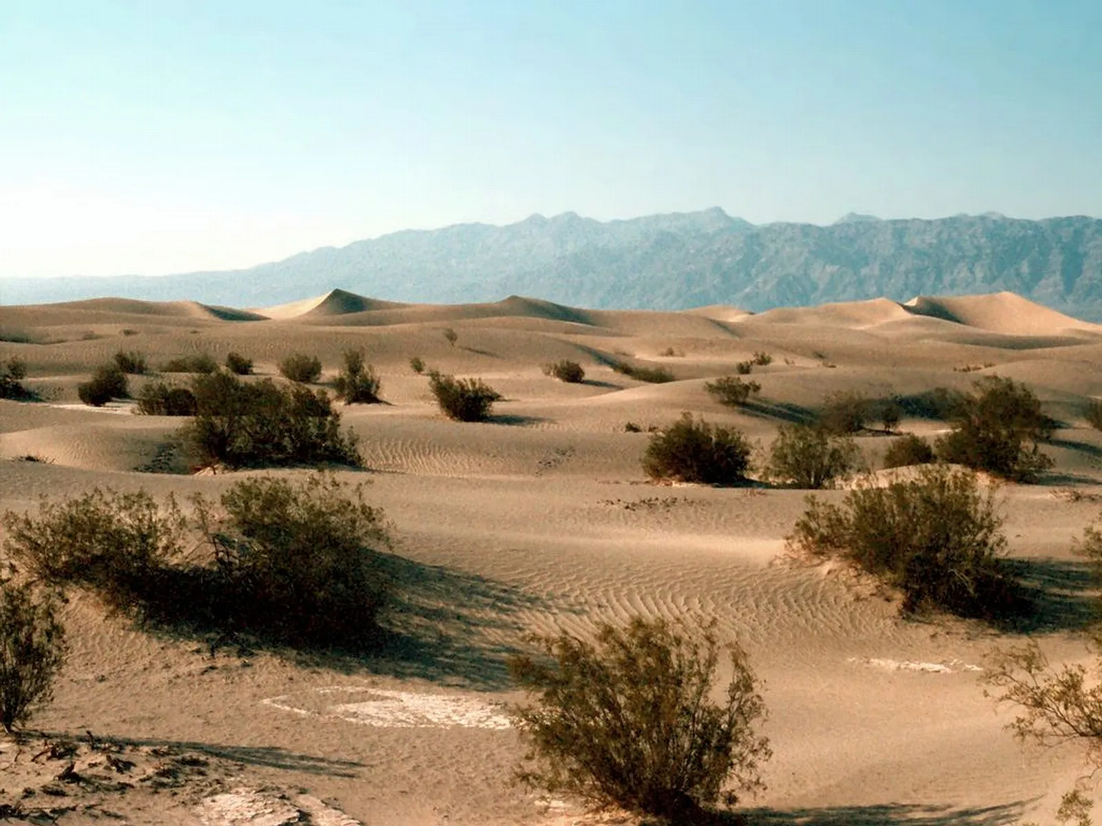 Desert sand dunes dotted with sparse vegetation and distant mountains under a clear sky.