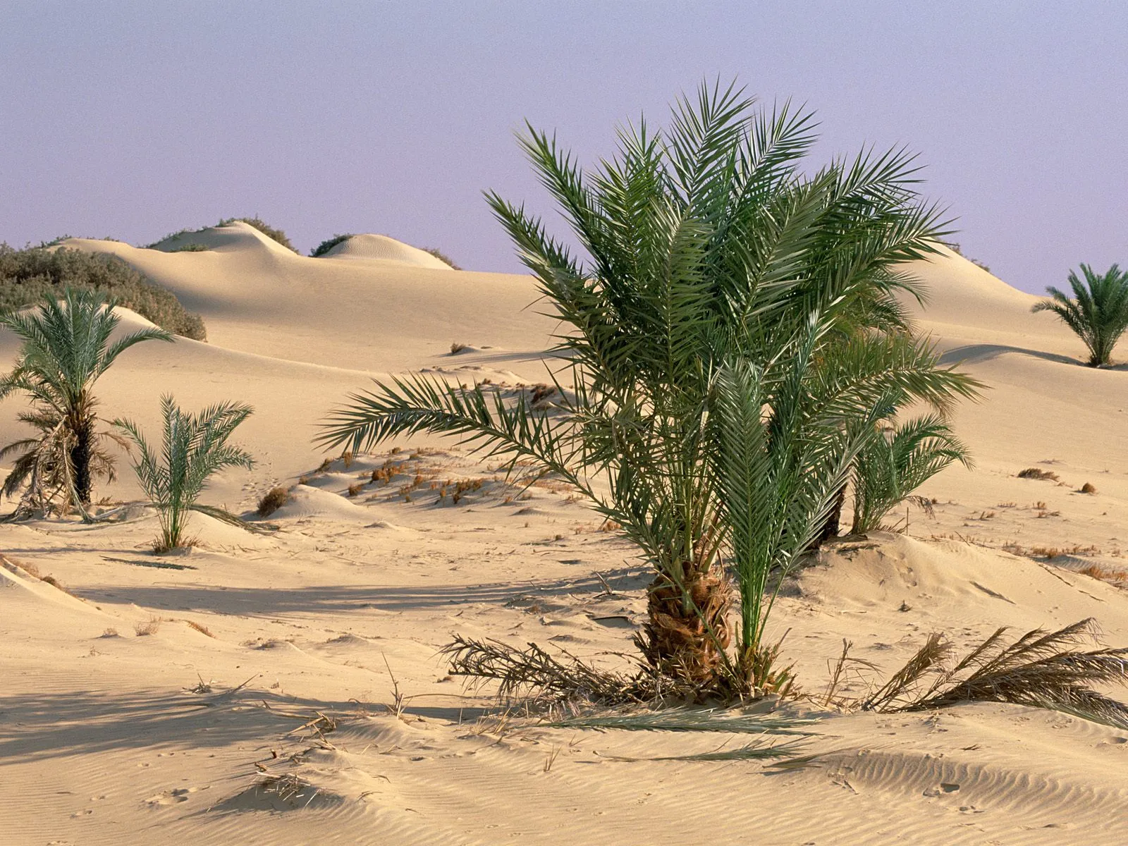 Palm trees grow in rolling sand dunes under a pale purple sky.