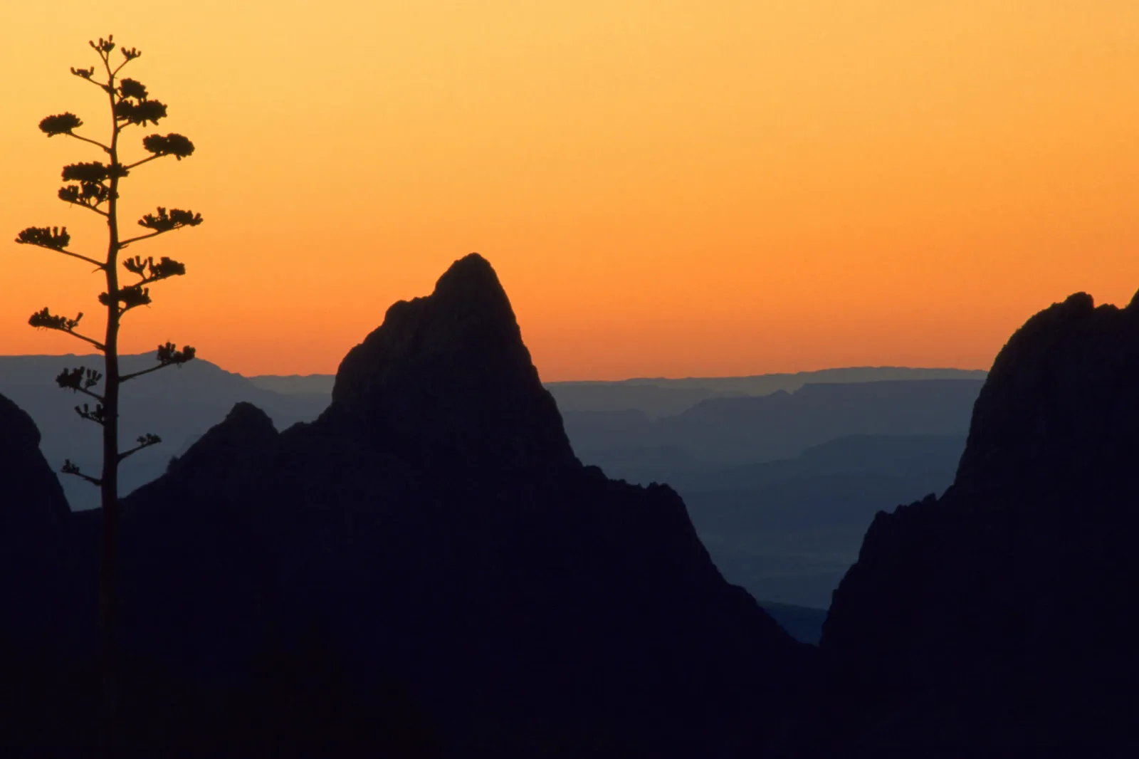 Silhouetted desert mountains and a tall plant against an orange sunset sky.
