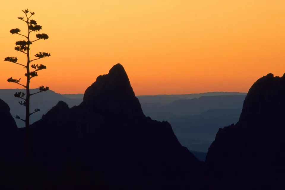 Silhouetted desert mountains and a tall plant against an orange sunset sky.
