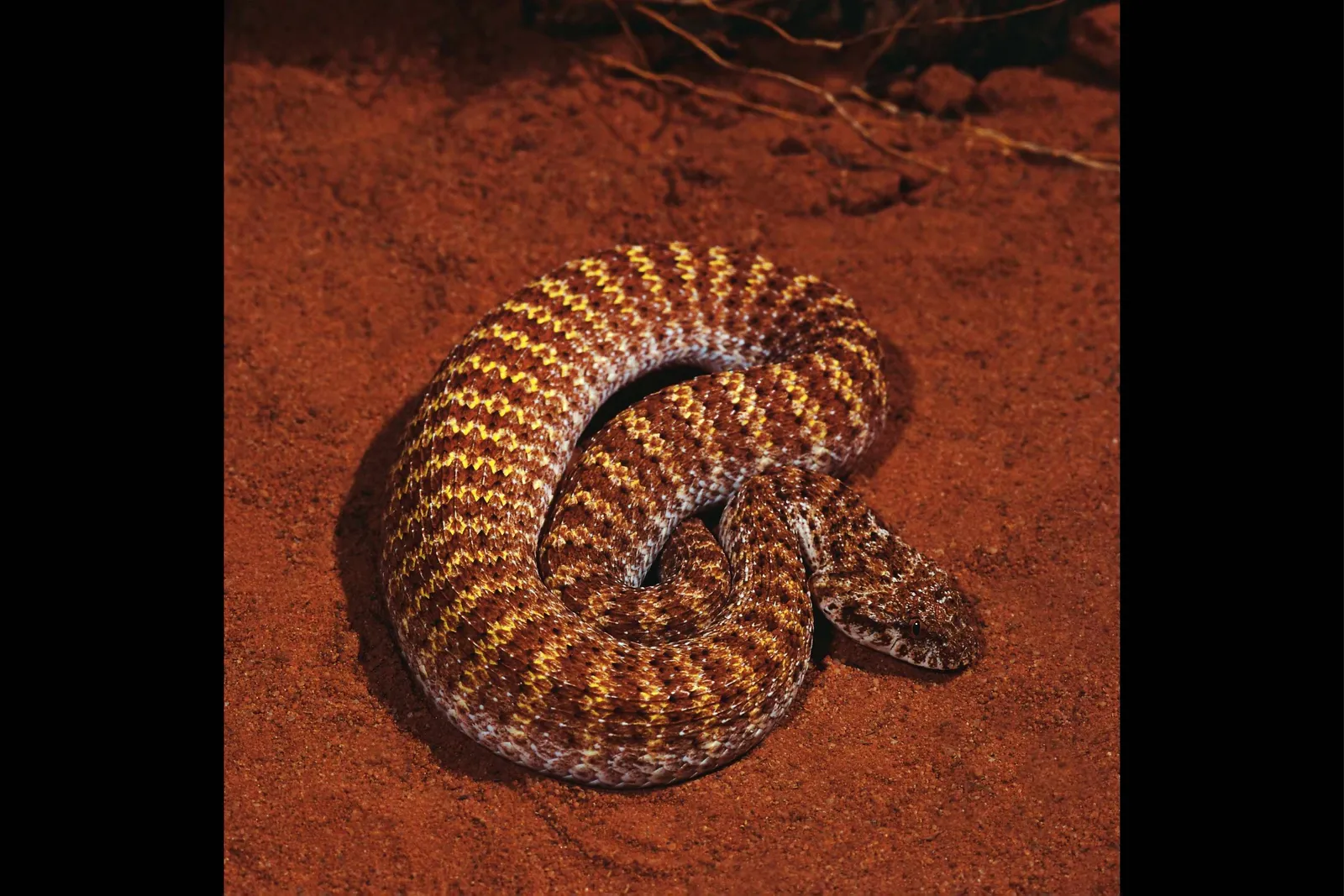 A coiled desert snake with a distinctive brown and yellow patterned skin rests on reddish-brown sand.