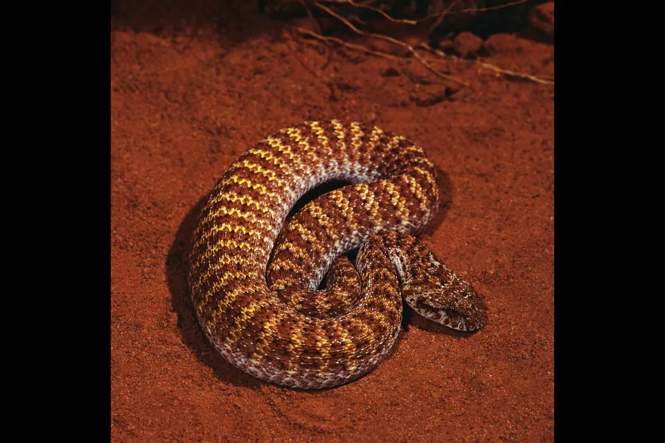 A coiled desert snake with a distinctive brown and yellow patterned skin rests on reddish-brown sand.