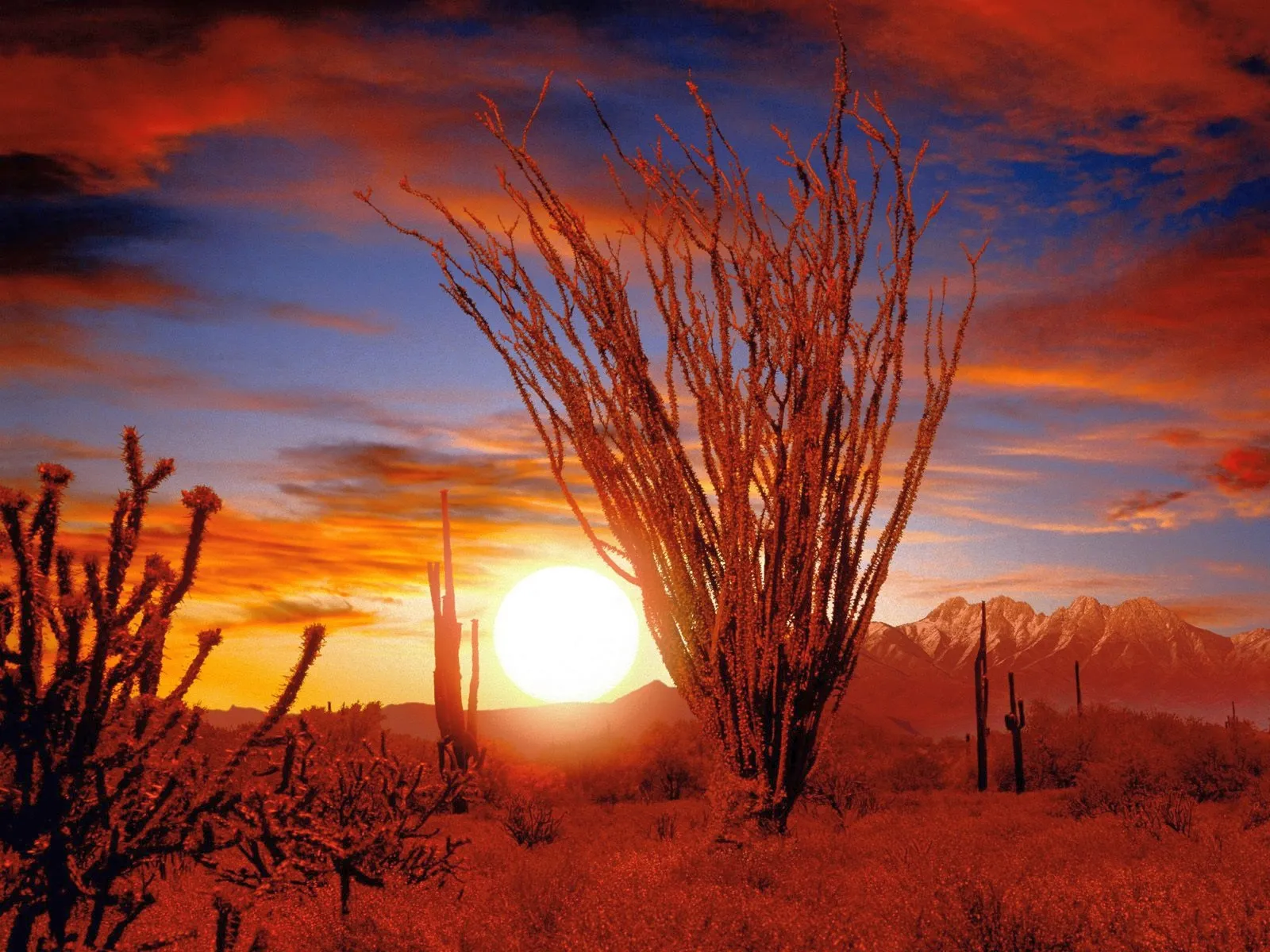 A vibrant desert sunset with silhouetted ocotillo and saguaro cacti in the foreground and mountains in the background.