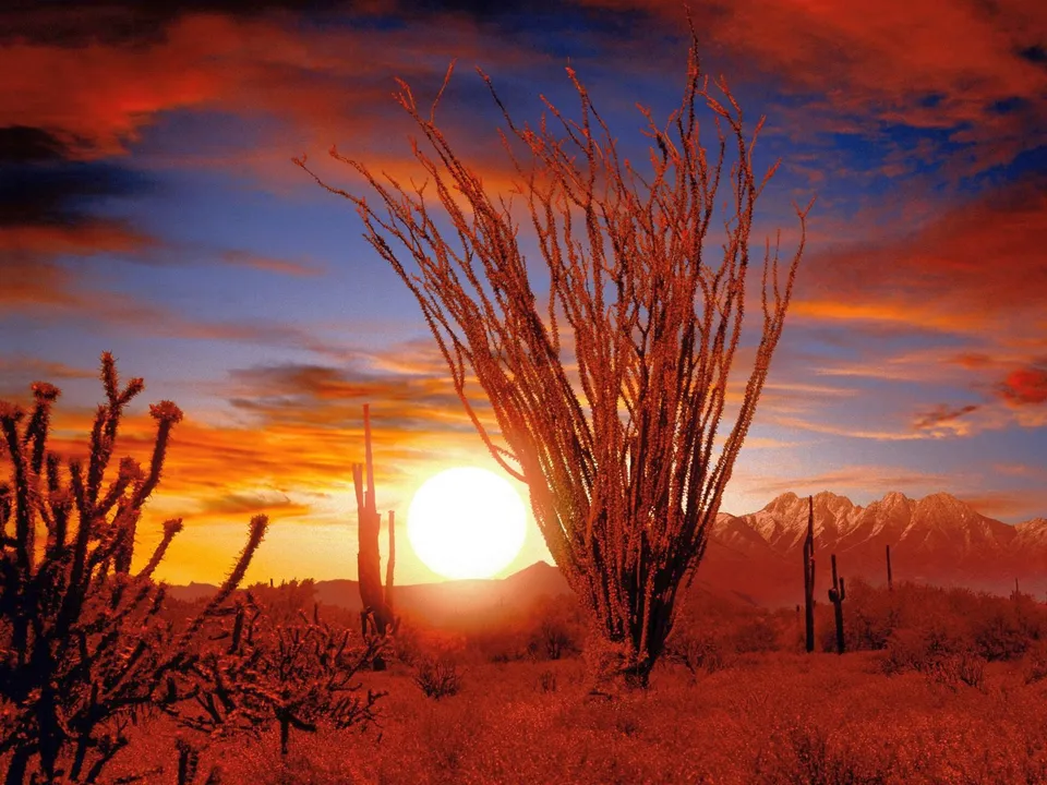 A vibrant desert sunset with silhouetted ocotillo and saguaro cacti in the foreground and mountains in the background.