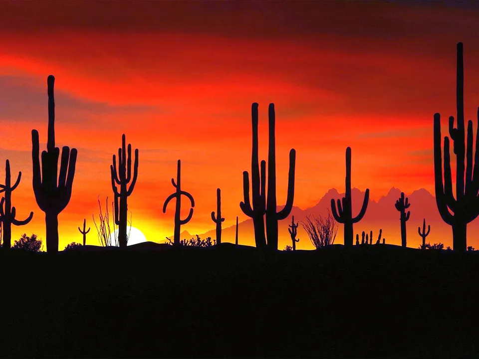 Silhouetted saguaro cacti stand against a vibrant orange and red sunset sky over a desert landscape.