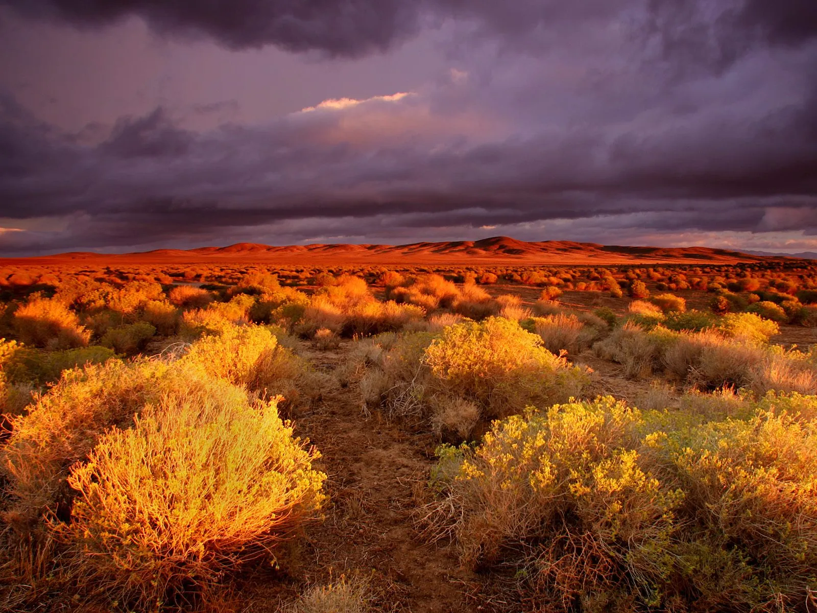 A desert landscape at sunset with golden light illuminating the shrubs and dark clouds overhead.