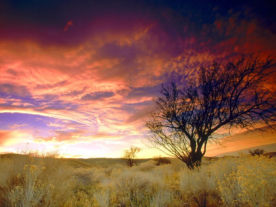 A silhouetted tree stands in a dry, grassy field under a vibrant, cloudy sunset sky.