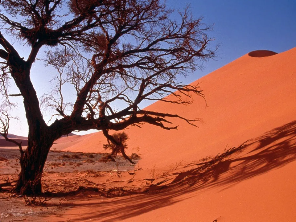 A stark, leafless tree stands in the foreground against a large, vibrant orange sand dune under a clear blue sky.