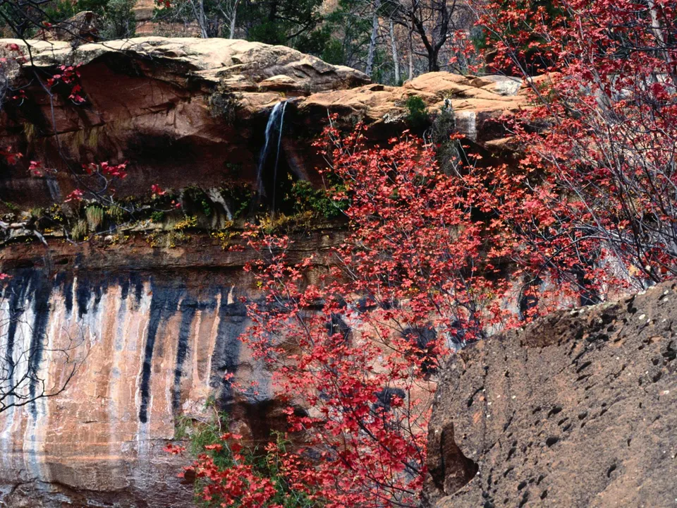 A thin waterfall cascades down a red rock cliff face, framed by vibrant red autumn leaves.