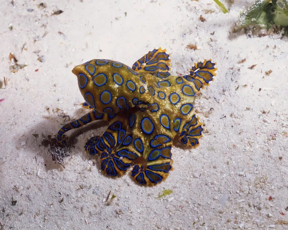 A blue-ringed octopus with visible blue and yellow rings rests on pale sand.