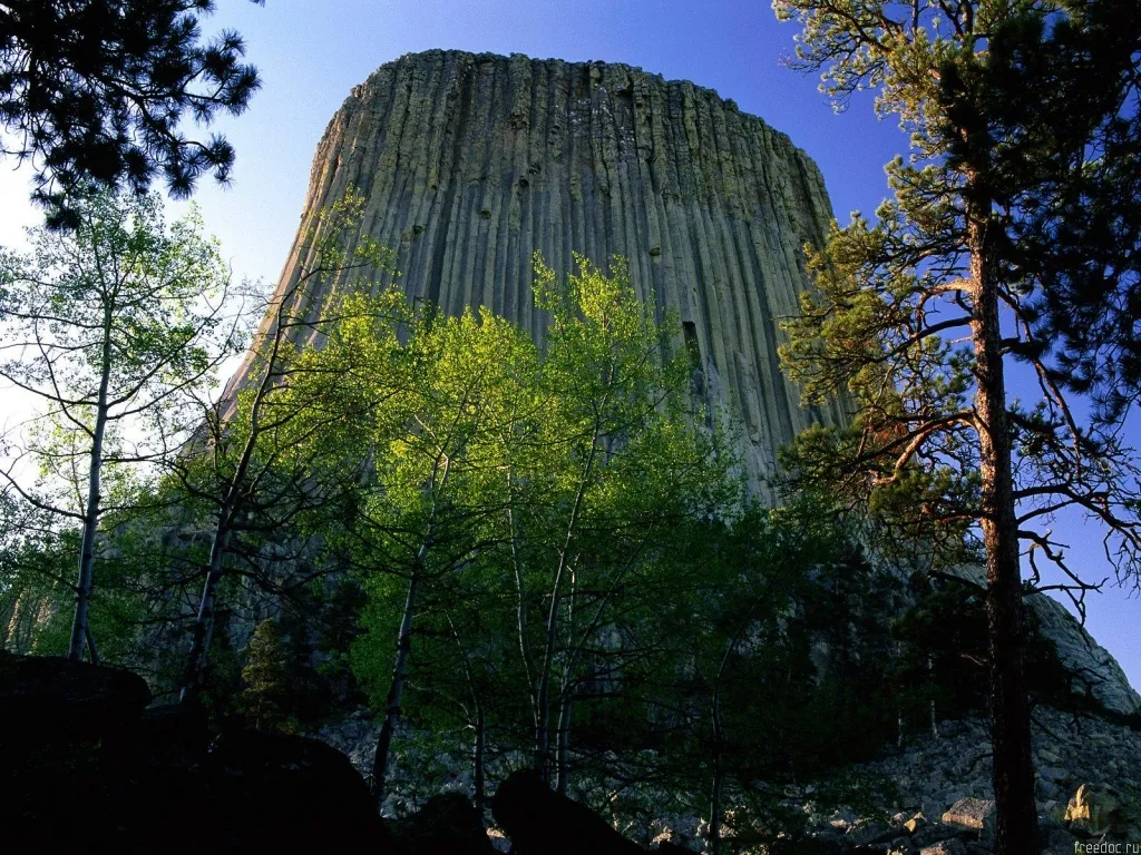 A view of Devils Tower, a prominent rock formation, surrounded by trees under a bright blue sky.