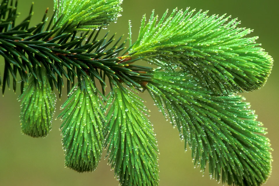 Close-up of bright green spruce needles covered in tiny water droplets.