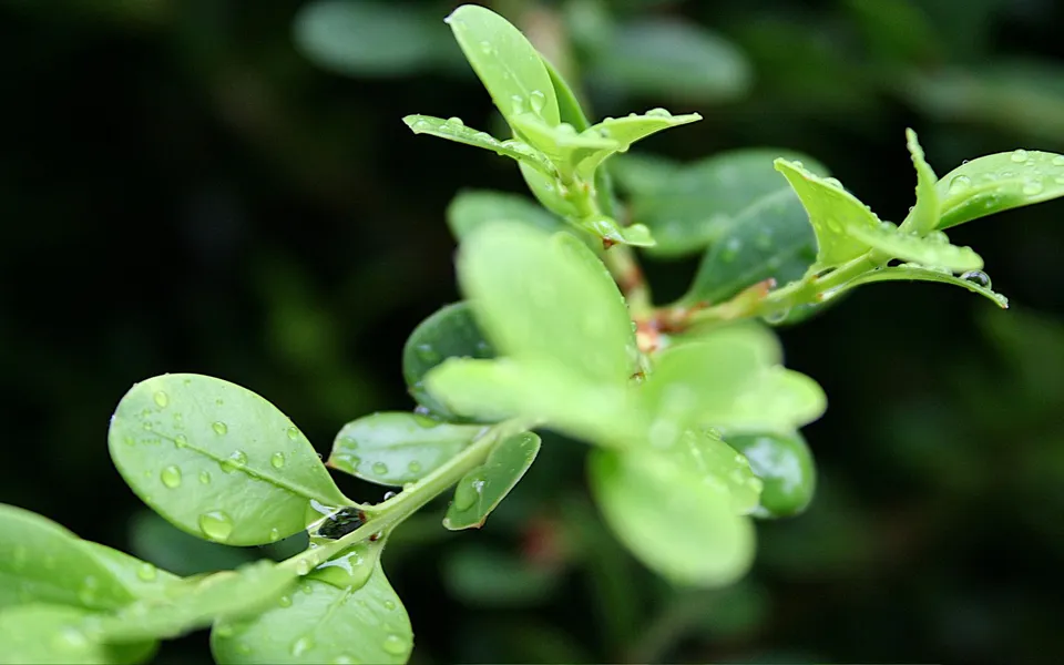 Close-up of bright green leaves covered in small water droplets, with a dark background.