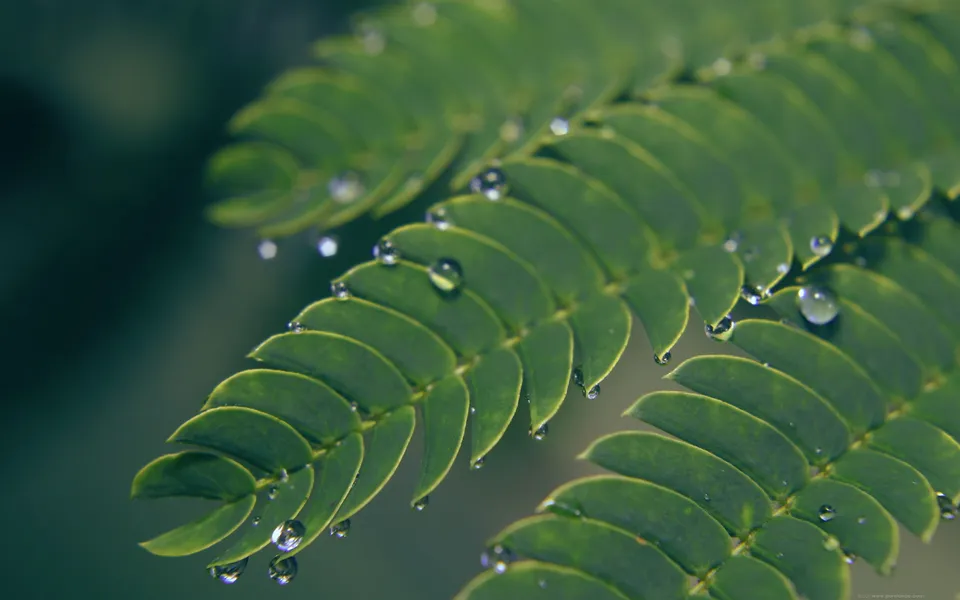 Close-up of a green fern leaf with many small water droplets clinging to its edges.