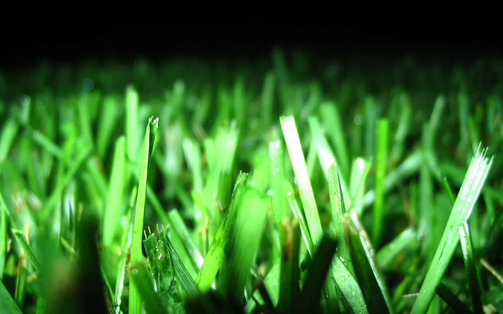 Close-up view of green grass blades, some appearing wet, against a dark, out-of-focus background.