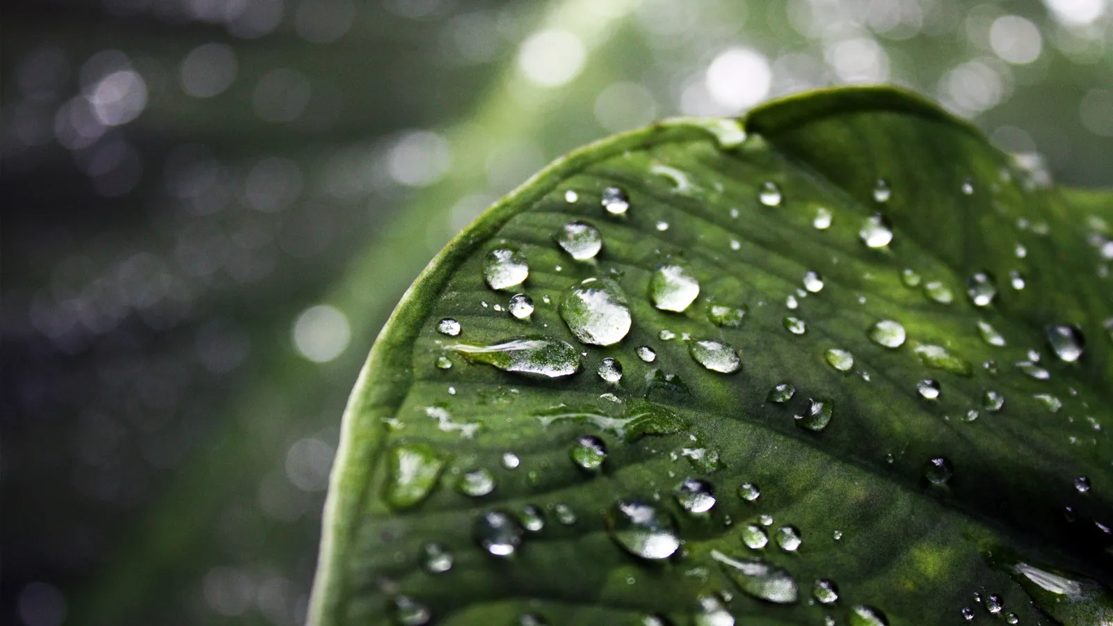 Macro photograph of dew drops clinging to the textured surface of a green leaf.