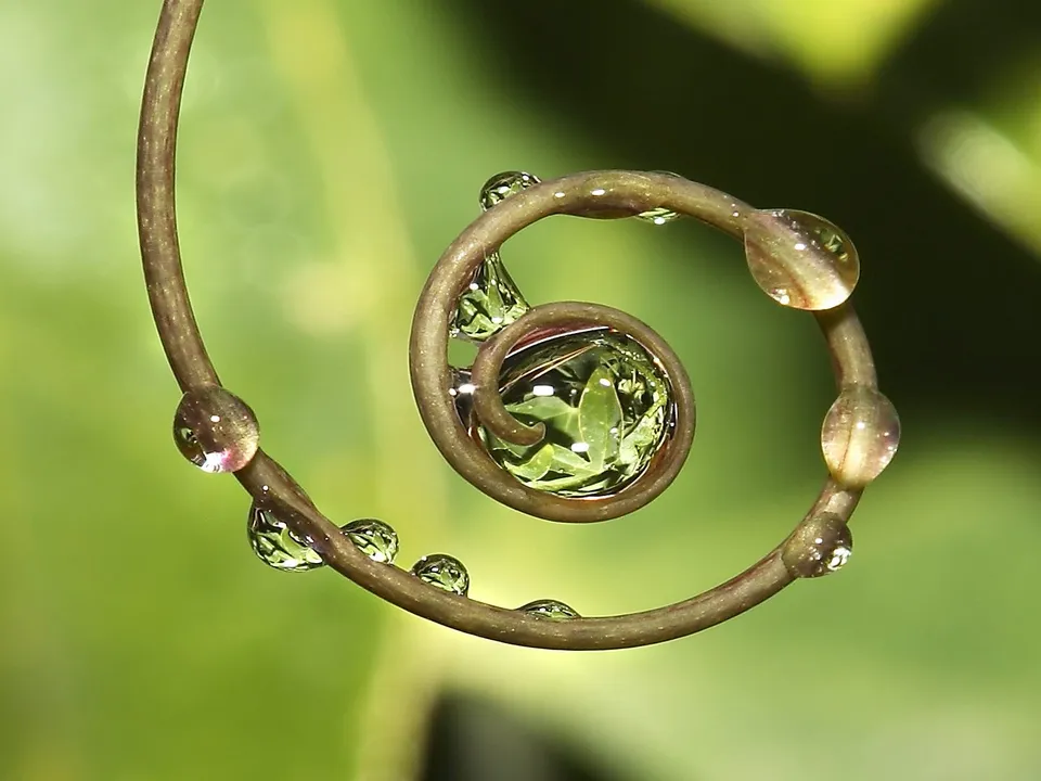 Close-up of water droplets on a spiraling plant tendril against a blurred green background.