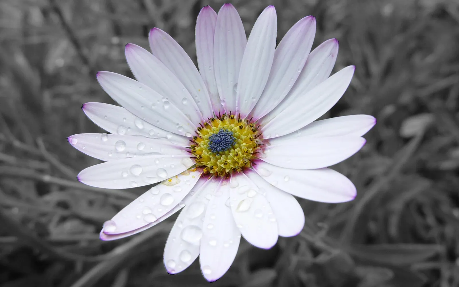 A close-up of a white daisy with purple tips on its petals, covered in water droplets, against a blurred grey background.
