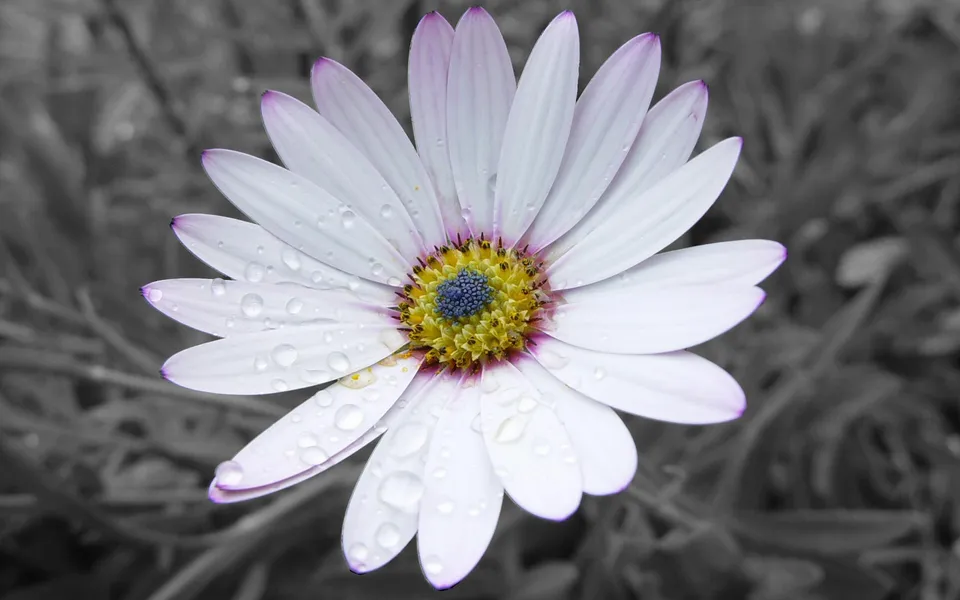 A close-up of a white daisy with purple tips on its petals, covered in water droplets, against a blurred grey background.