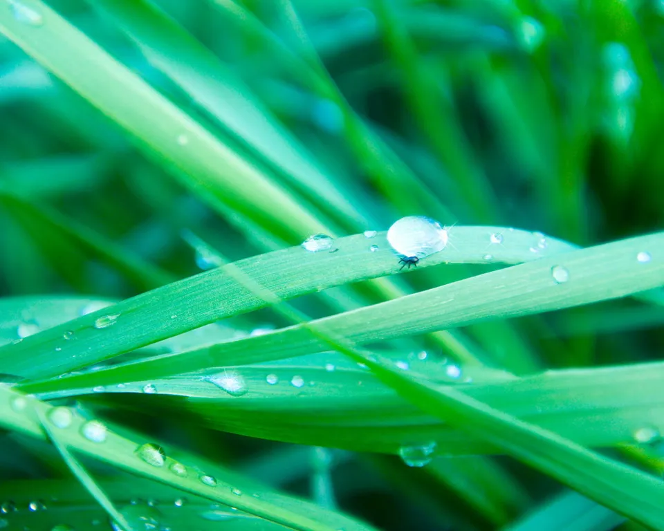 A close-up of green grass blades covered in dew drops, with a small insect perched on one drop.