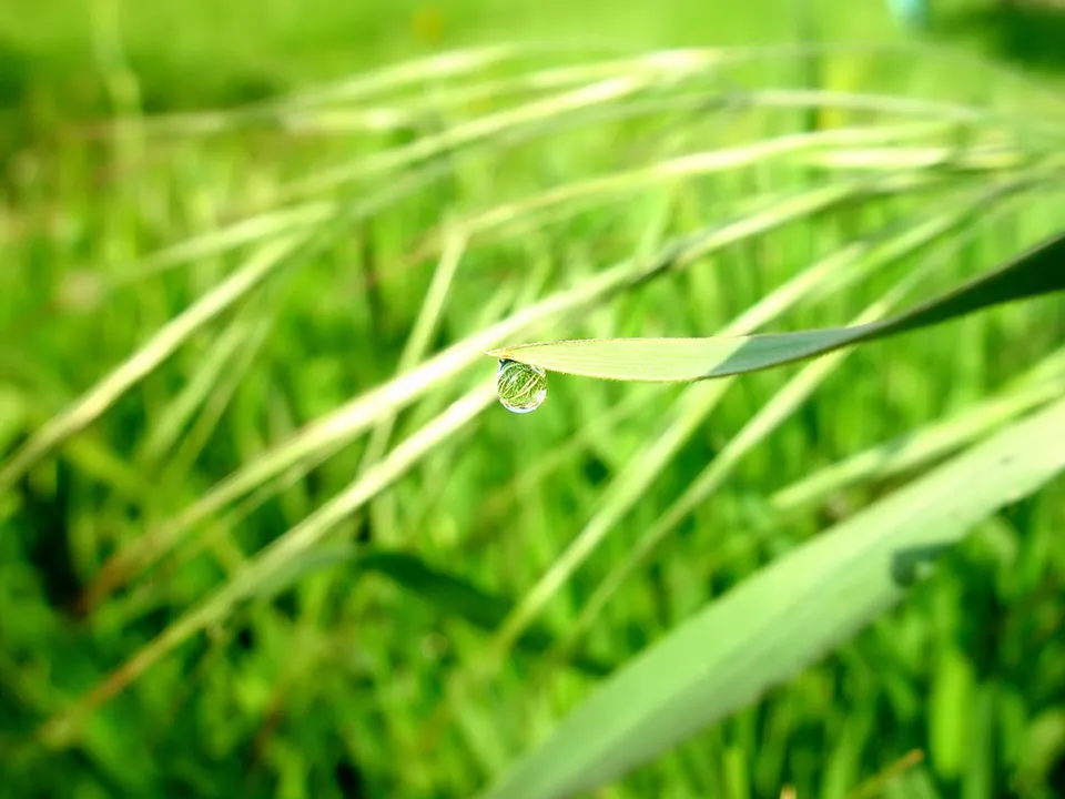 A close-up of a single dewdrop on a blade of grass, reflecting the surrounding green foliage.