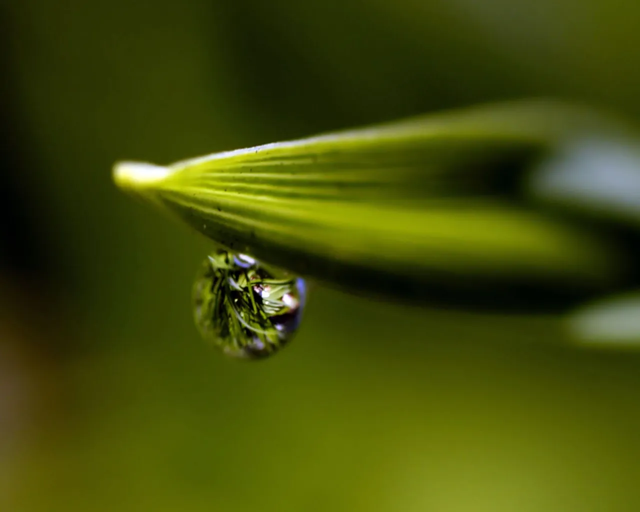 A close-up of a single dewdrop hanging from a green leaf, reflecting the surrounding foliage.