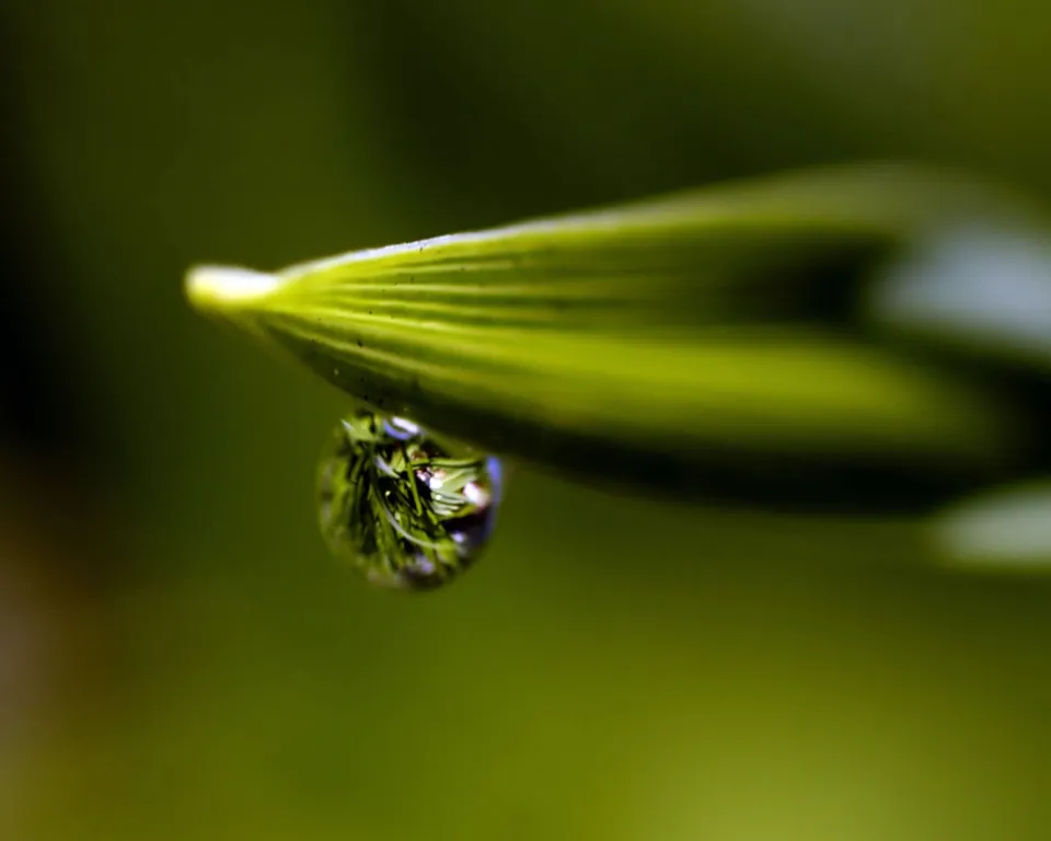 A close-up of a single dewdrop hanging from a green leaf, reflecting the surrounding foliage.