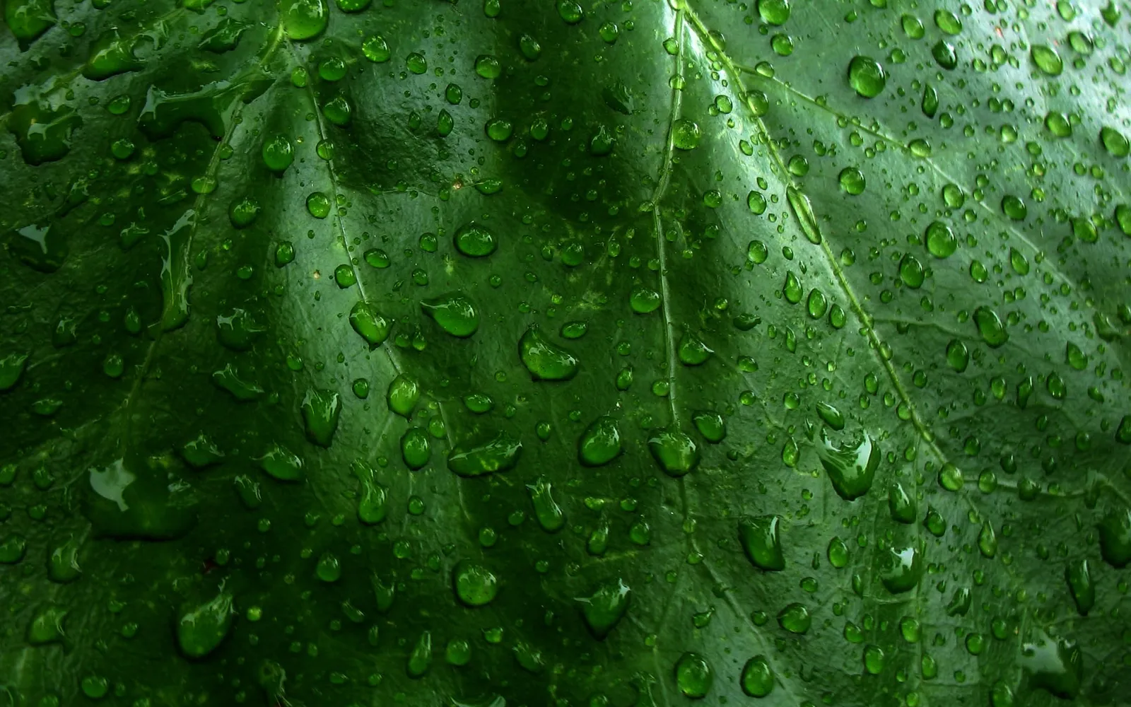 Close-up of numerous small water droplets on a vibrant green leaf, highlighting its texture.