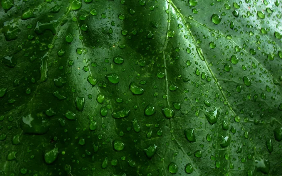Close-up of numerous small water droplets on a vibrant green leaf, highlighting its texture.