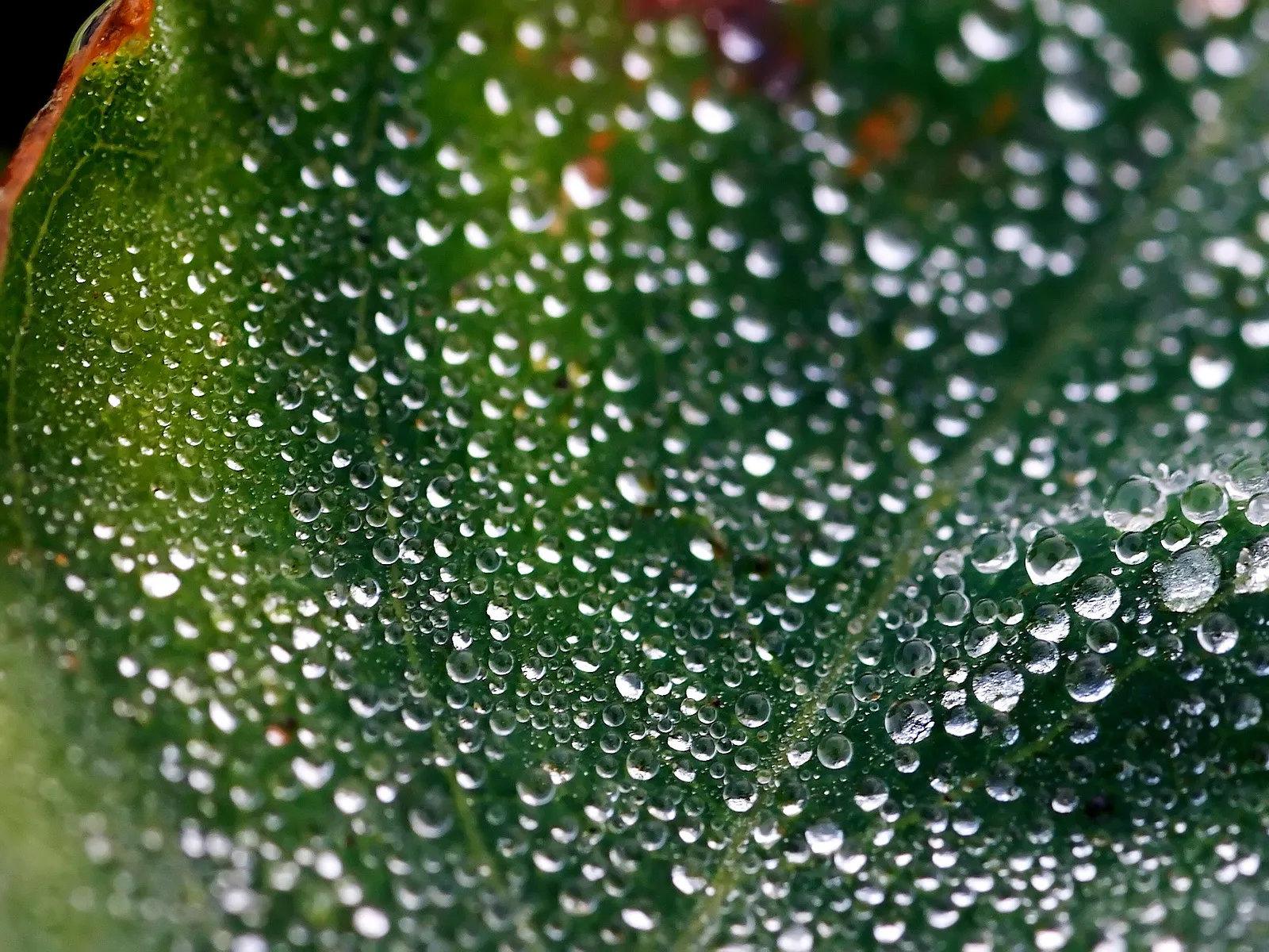 Close-up of numerous small water droplets covering the surface of a green leaf.