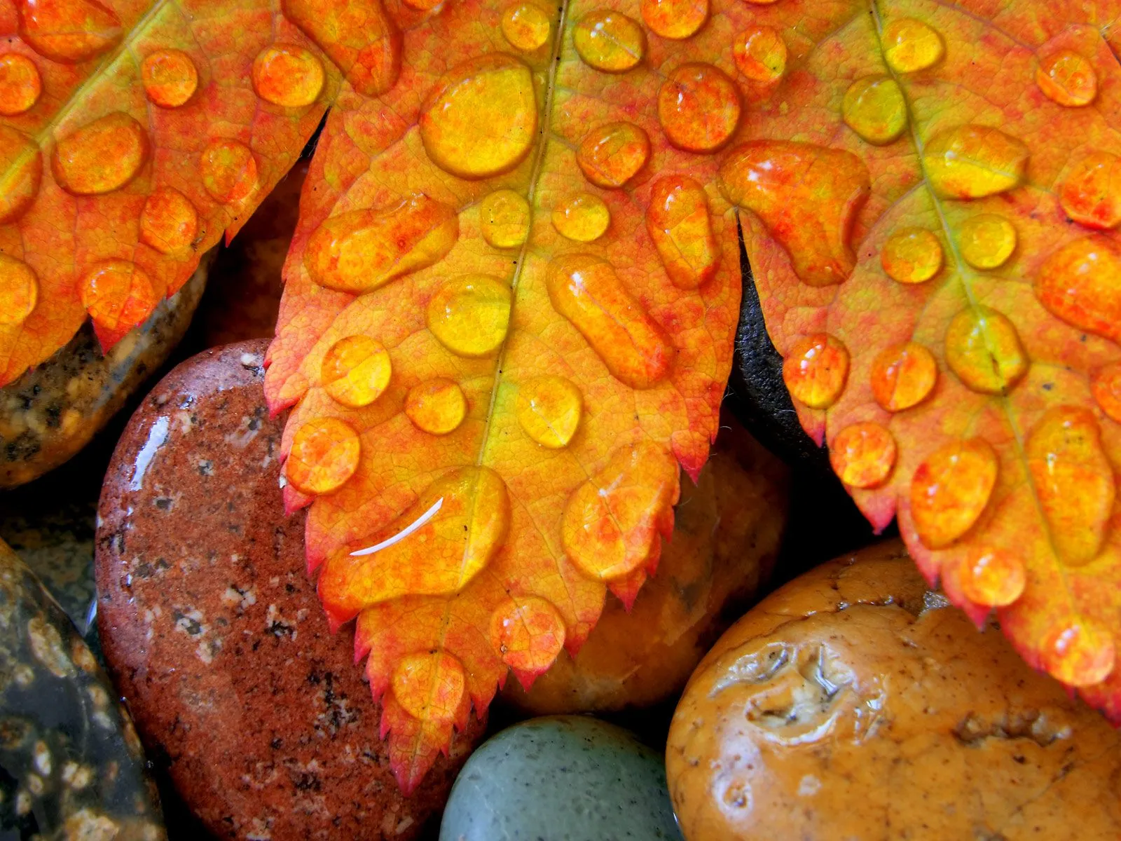 Close-up of an orange and yellow autumn leaf covered in many clear water droplets, resting on smooth stones.