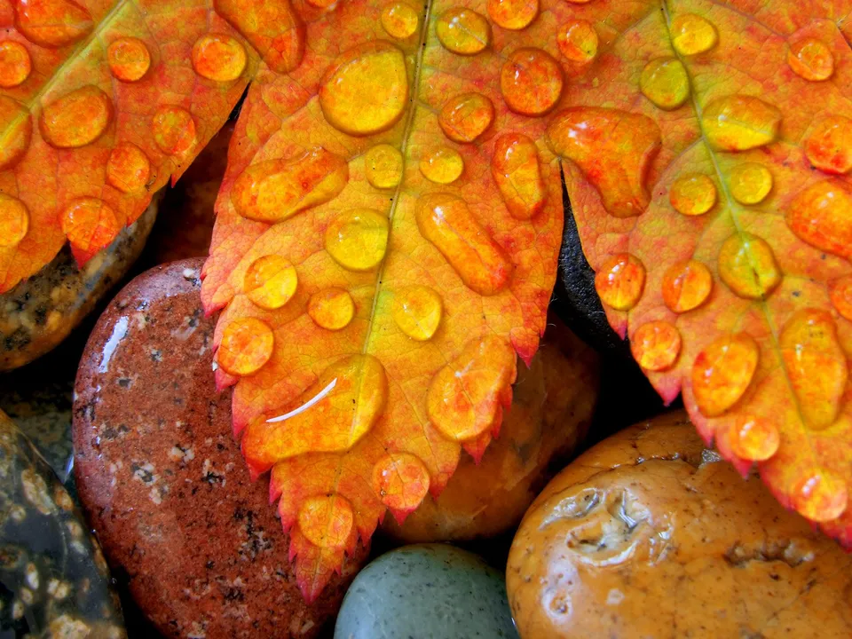Close-up of an orange and yellow autumn leaf covered in many clear water droplets, resting on smooth stones.