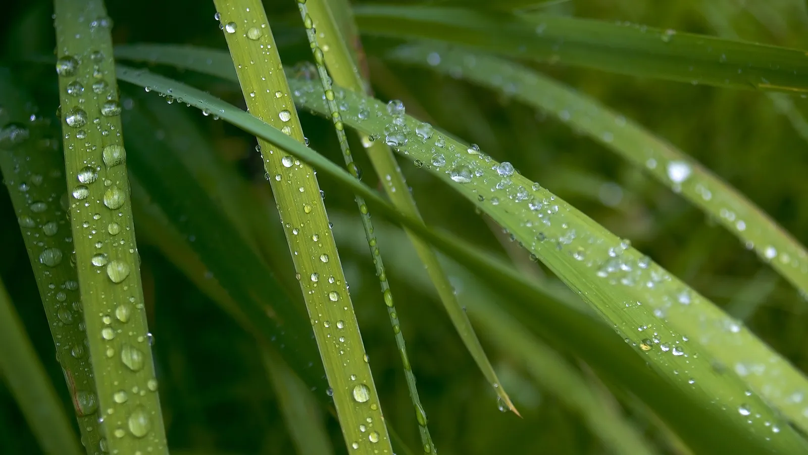 Close-up of green grass blades covered in numerous small water droplets.