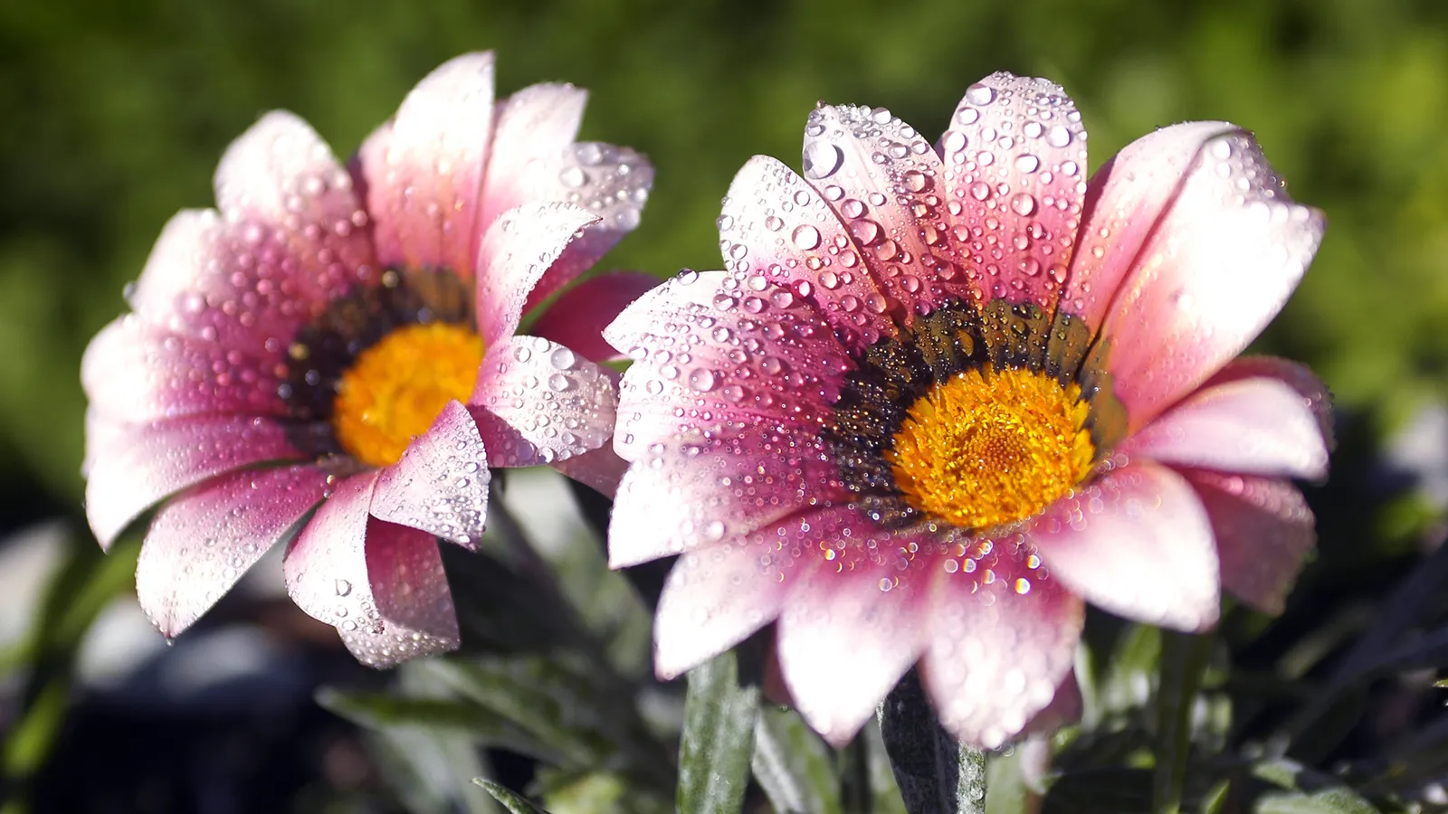 Two pink gazania flowers with yellow centers are covered in water droplets against a blurred green background.