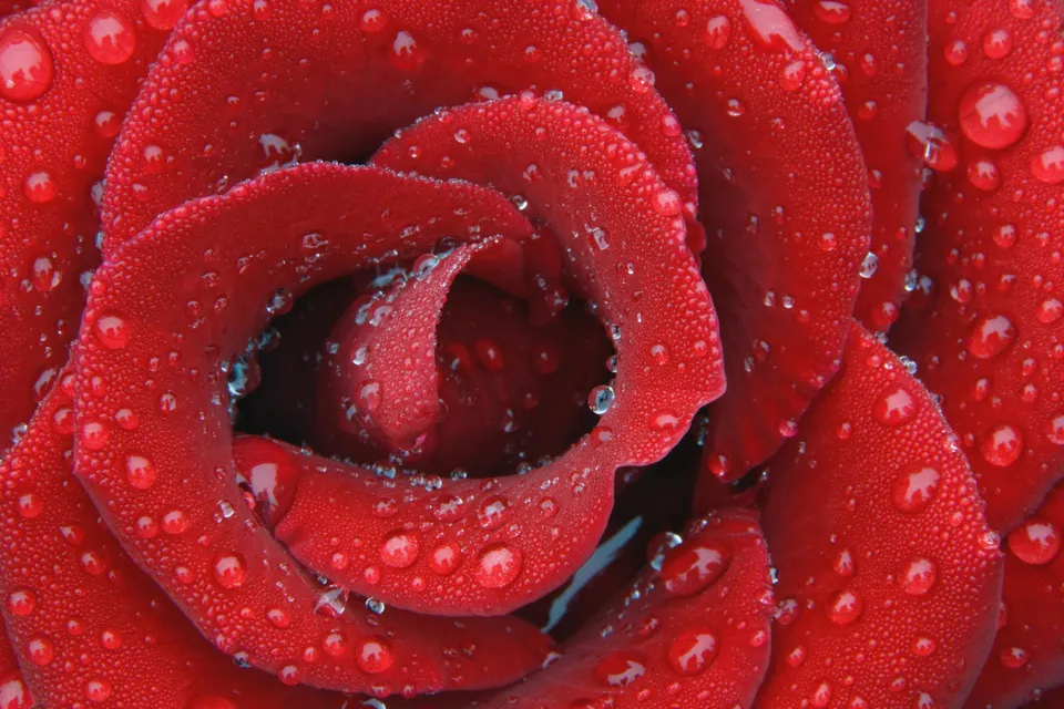 A close-up view of a vibrant red rose covered in numerous water droplets.