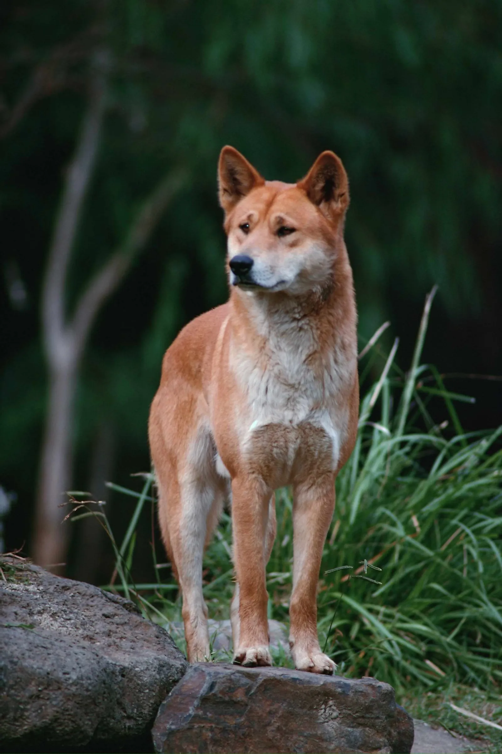 A dingo stands alertly on a rock, looking to the left, with blurred green foliage in the background.