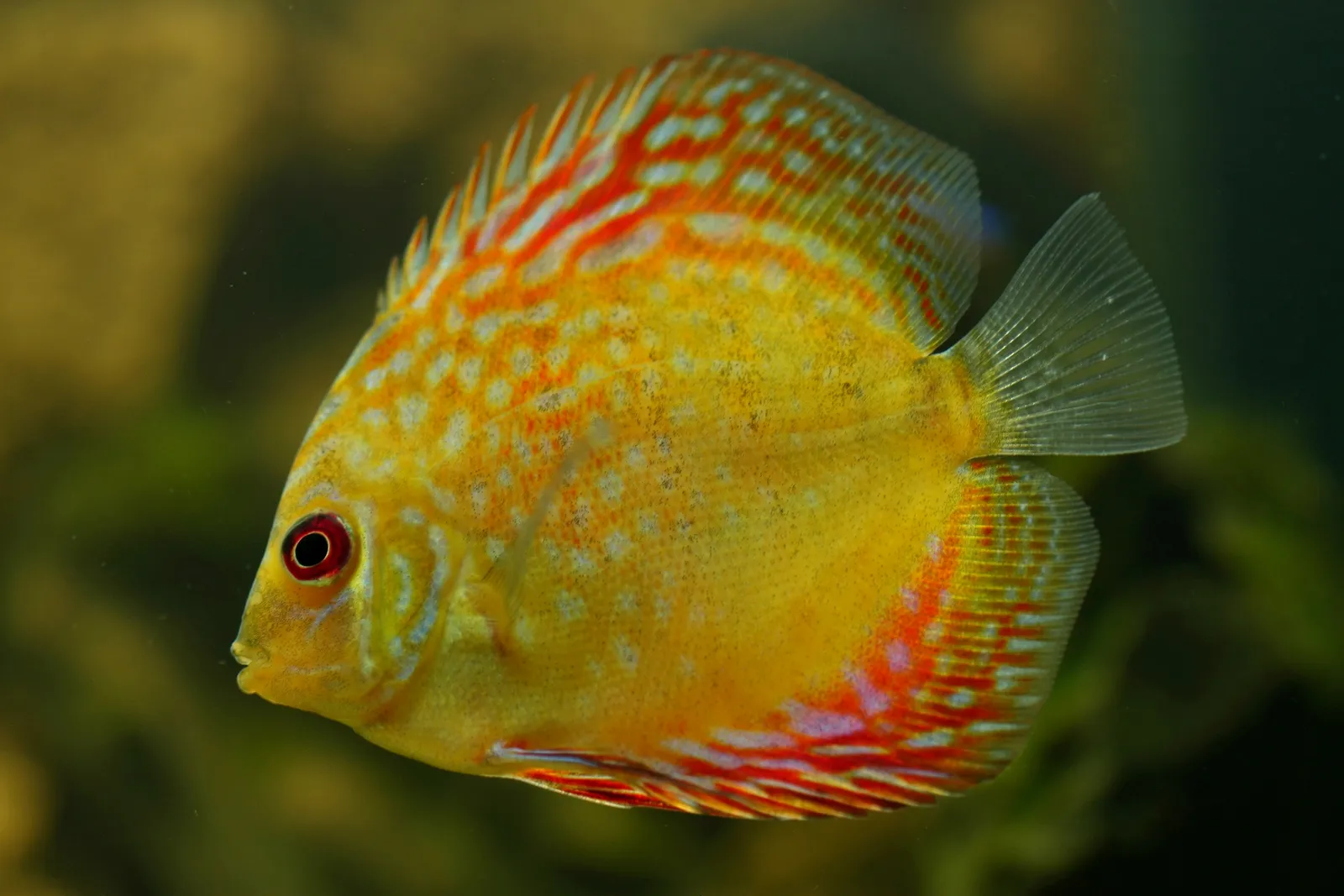 A bright yellow discus fish with red and white patterns swims in murky water.