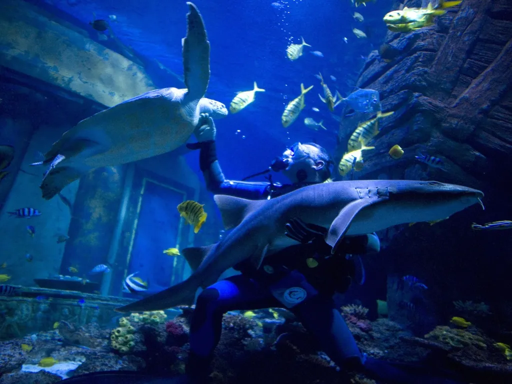 A diver is feeding a shark while a sea turtle swims nearby in a large aquarium.