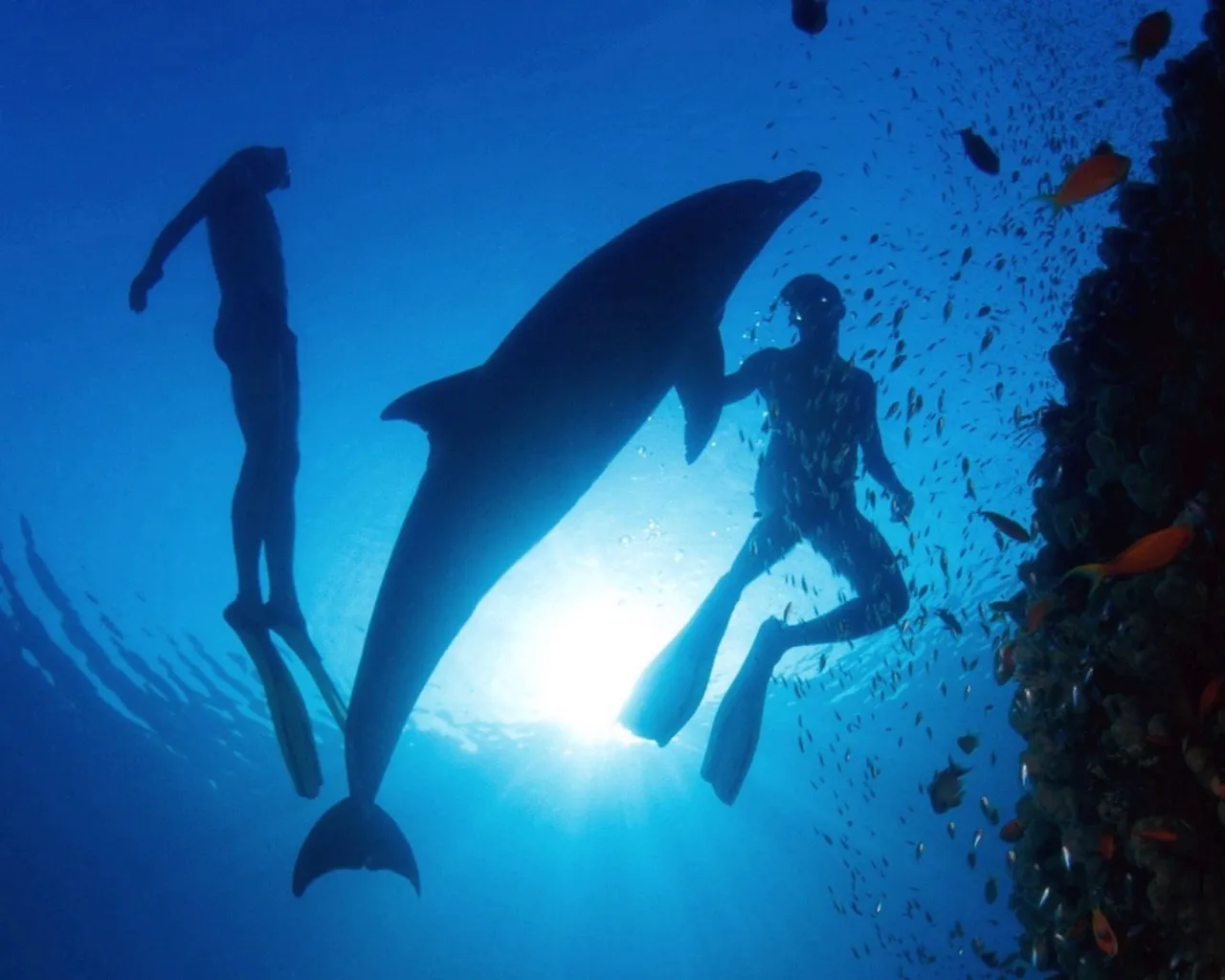 Silhouettes of two freedivers swimming with a dolphin and a school of fish underwater.
