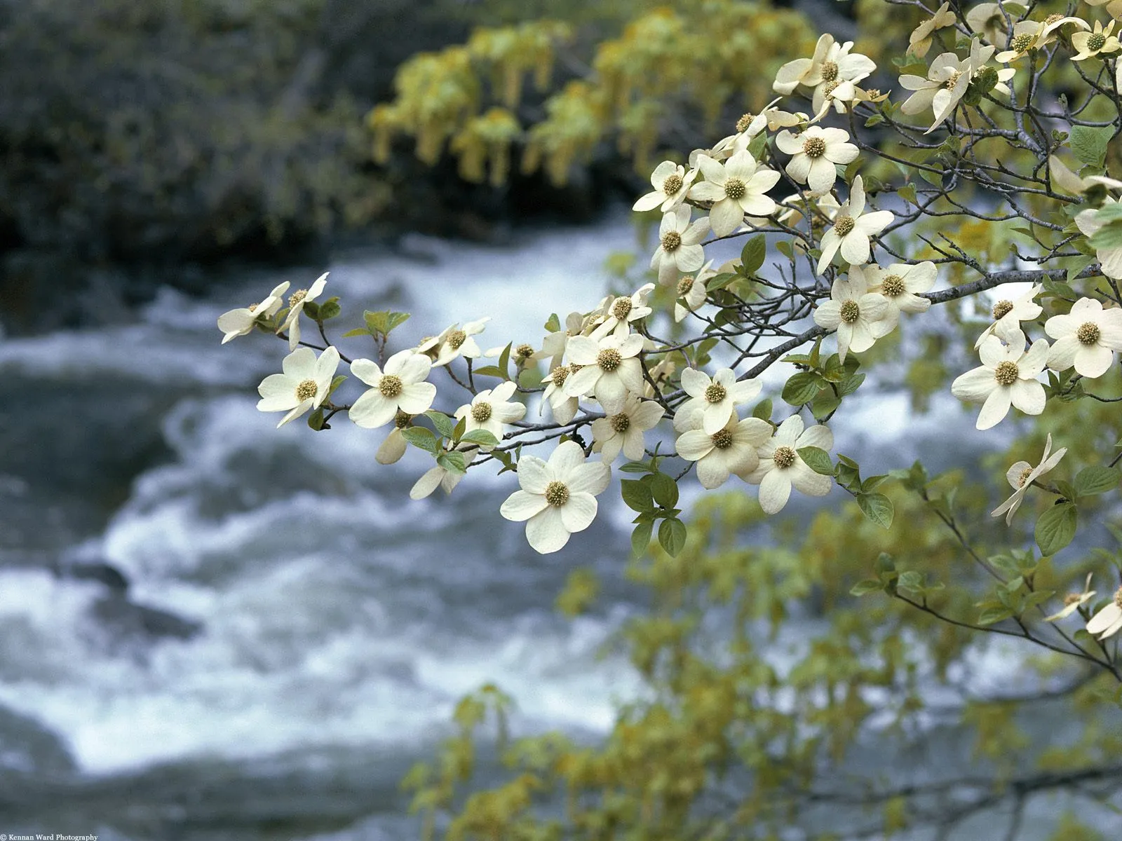 Close-up of white dogwood flowers with a blurred, fast-flowing river in the background.