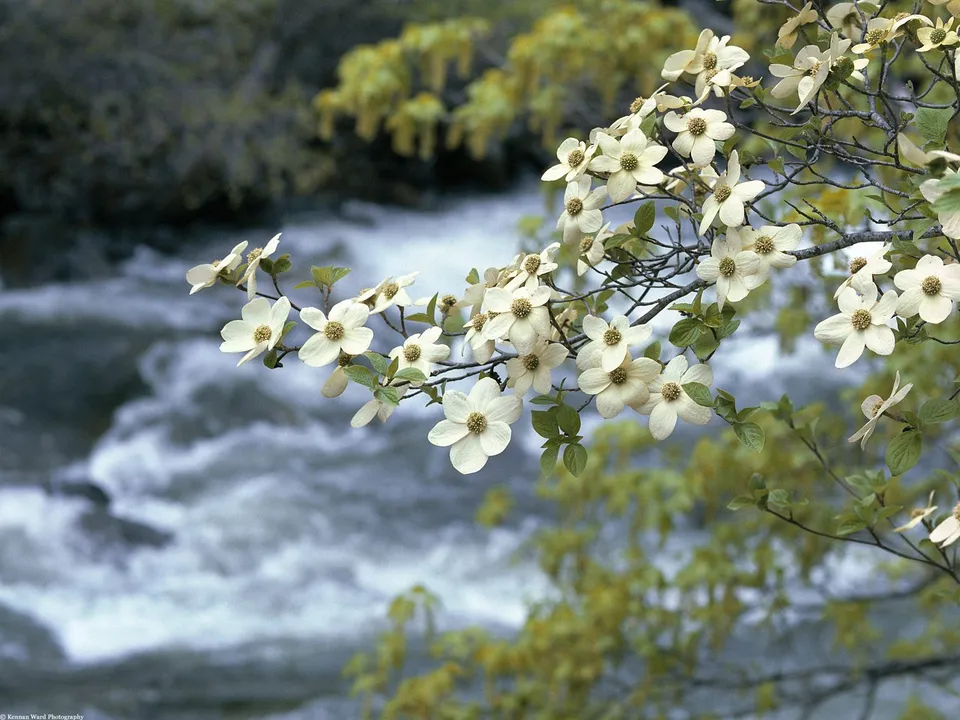 Close-up of white dogwood flowers with a blurred, fast-flowing river in the background.