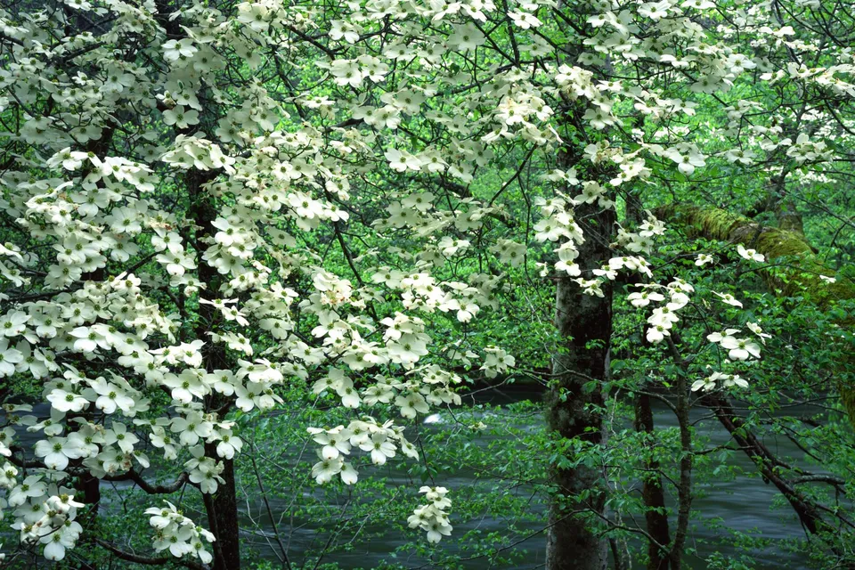 Close-up of white dogwood blossoms on trees with a river flowing in the background.