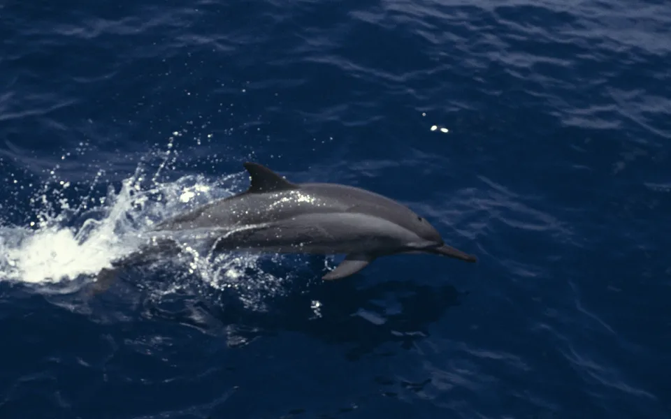 A dolphin leaps out of the dark blue ocean water, creating a splash.