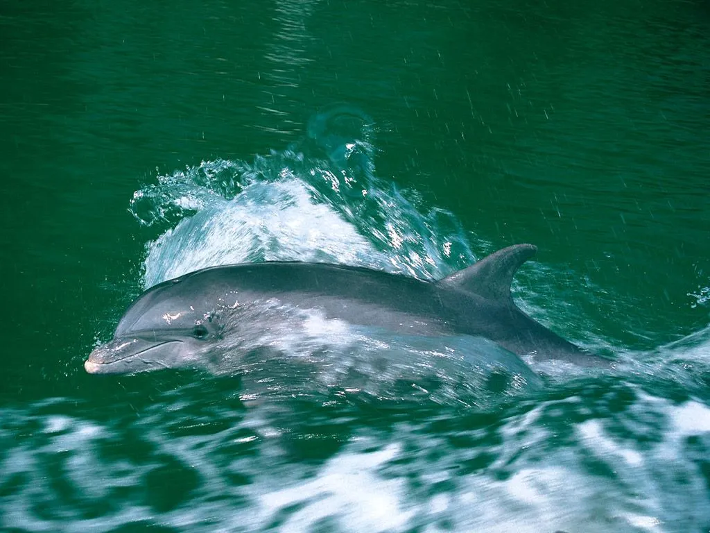 A bottlenose dolphin surfaces from the green water, creating a splash.